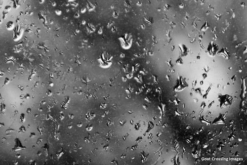 bw abstract tree window water monochrome rain closeup blackwhite droplets nikon d90 raindropsonwindow michaelguttman goatcrossingimages