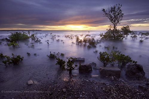 trees light sunset sun glow australia darwin m mangroves magical odc2 somethingbeginningwithm