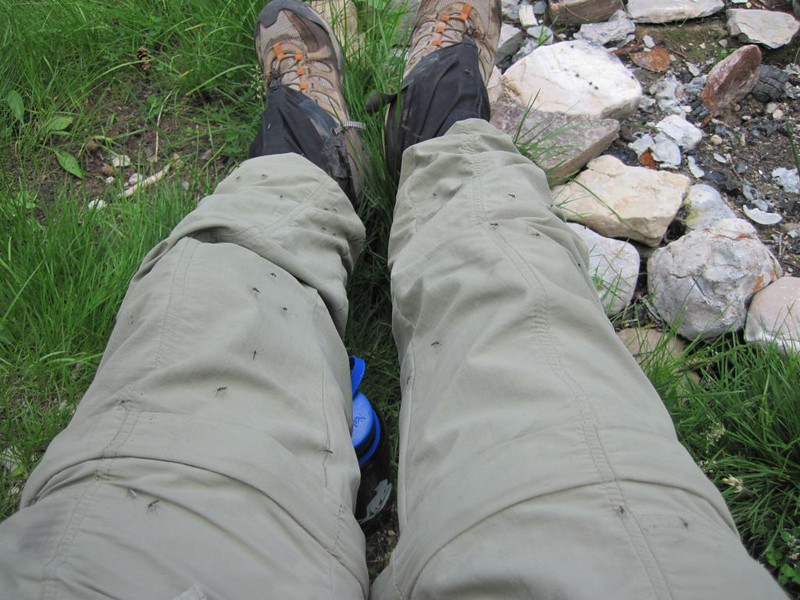 My pants covered with mosquitoes on the Johnston Creek Trail