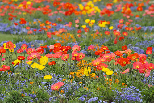 flower fleur garden spring jardin bretagne printemps vannes pavot 2014