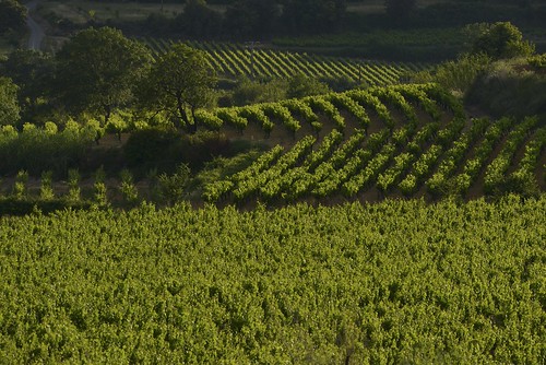 france vineyard nikon pro vignes vignoble vigne d800 herault weinberge michelseguret