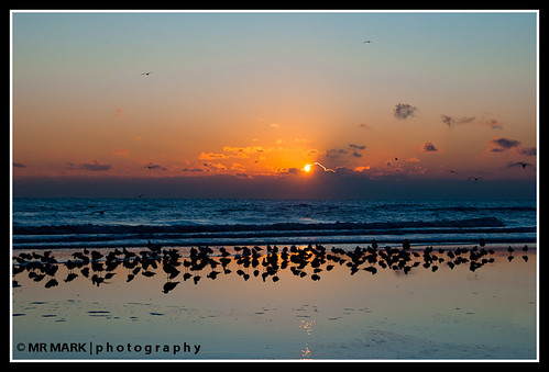 sun seagulls reflection beach water birds sunrise florida wells fl rays ritzcarlton sunrays ritzcarltonhotel ameliaisland