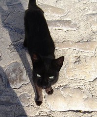 musta kissa