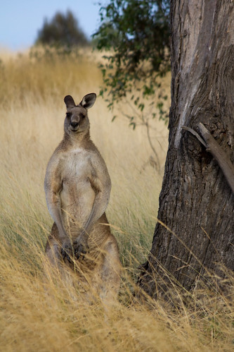 Tough guy kangaroo, 2012-01-25 (_MG_1691)