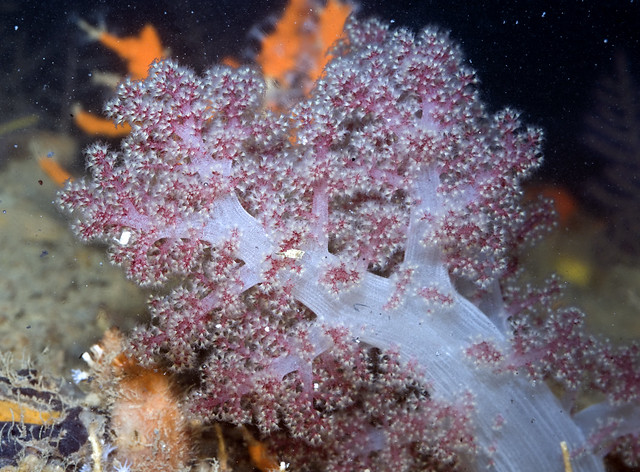 Pink flowery soft coral (Dendronephthya sp.)