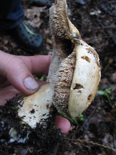 fungus unidentified bronsonscabin
