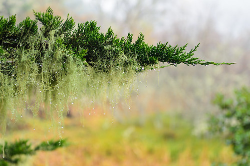 ca usa mist raindrops mendocino fortbragg