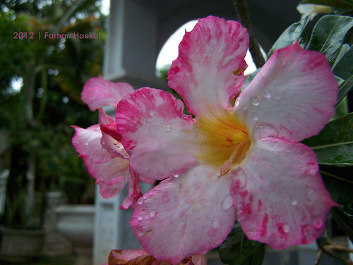 morning pink red flower nature beautiful sunrise kodak weekend waterdrops jepang kamboja adenium z650 kambojajepang merahmuda