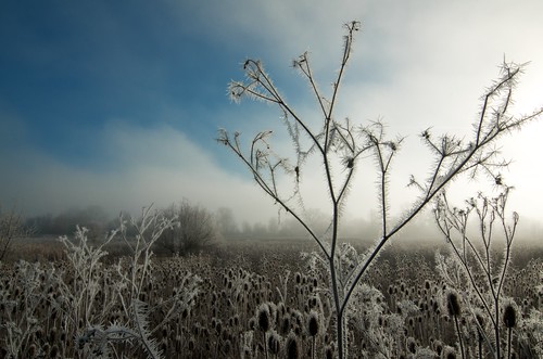 morning field grass frost vapor