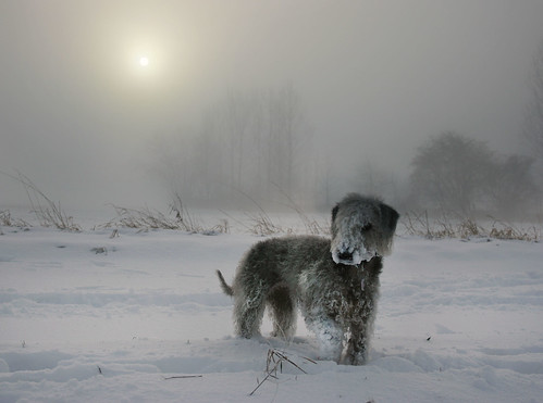 winter snow lincolnshire wintersunrise snowscene wintermorning bedlingtonterrier bedlington doginthesnow