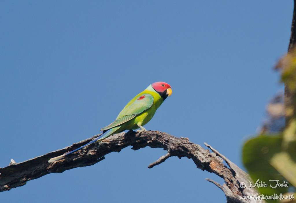 Plum-headed Parakeet [Cotorra Ciruela]