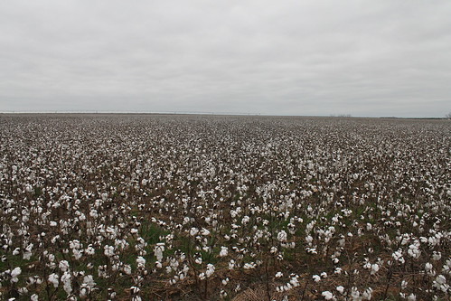 field alabama cotton faves hartford eyefi