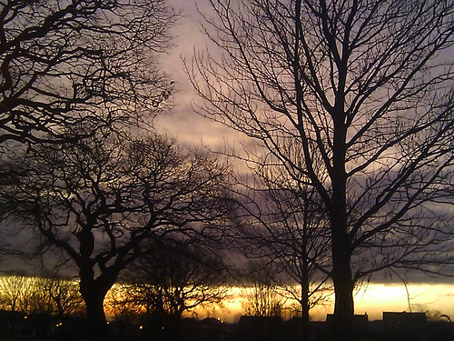 morning trees silhouette sunrise dawn purple cumbria carlisle morton solwaypark