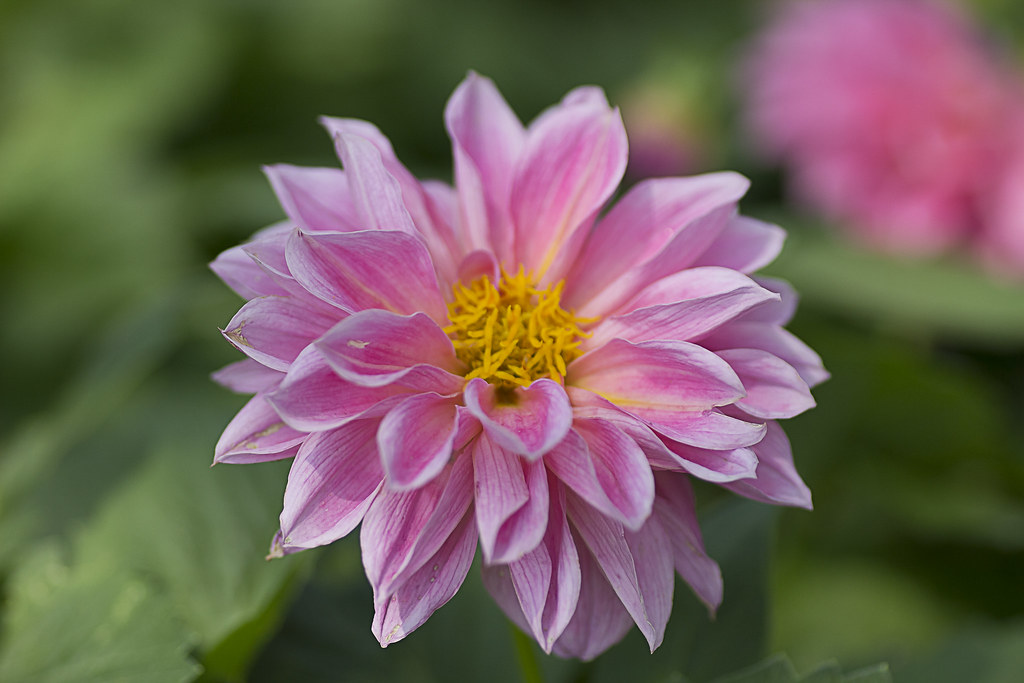 Pink Chrysanthemum.