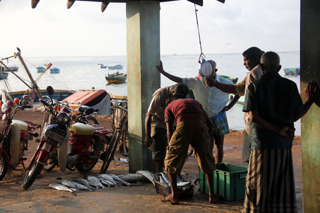 Jaffna Fish Market