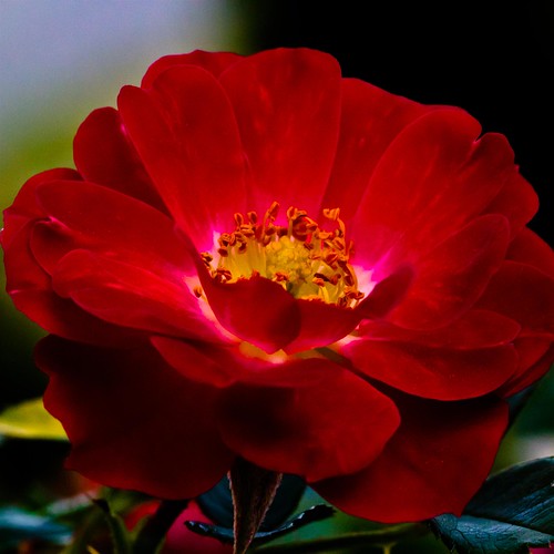 red flower macro nature fleur rose closeup canon garden petals flora blossom bokeh jackolantern rosa bloom fiore róża redcarpetrose
