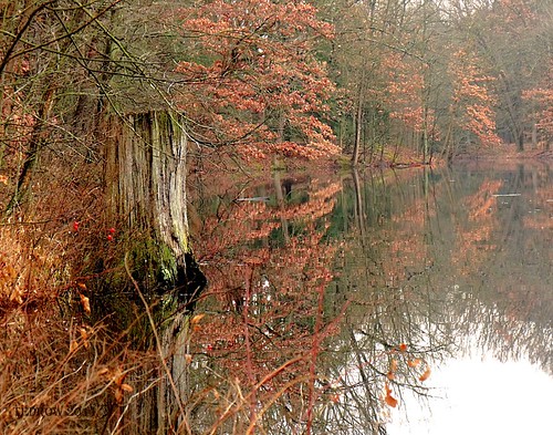 trees winter ohio usa brown lake plant nature water rural forest reflections landscape oak woods scenery northwest decay bare country gimp lucas toledo dying metropark metroparks oakopenings northwestohio evergreenlake lucascounty toledometroparks toledometropark fujis1500