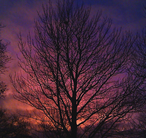 morning trees silhouette sunrise dawn purple cumbria carlisle morton solwaypark