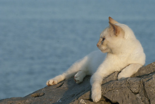 sea naturaleza beach nature animal cat landscape rocks gato felino rocas atlántico coatza coatzacoalcos escolleras golfodeméxico puertoméxico