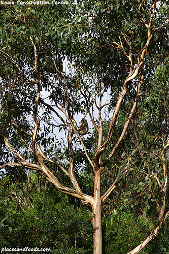 koala conservation centre7