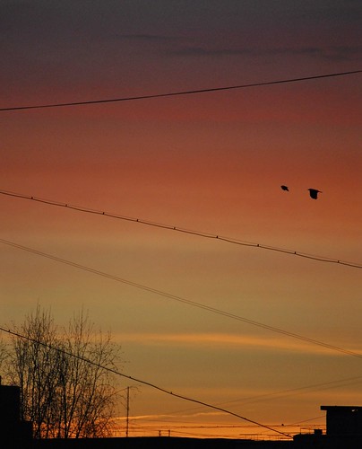 birds sunrise wires yaroslavl