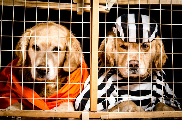 Jail Bird Dogs