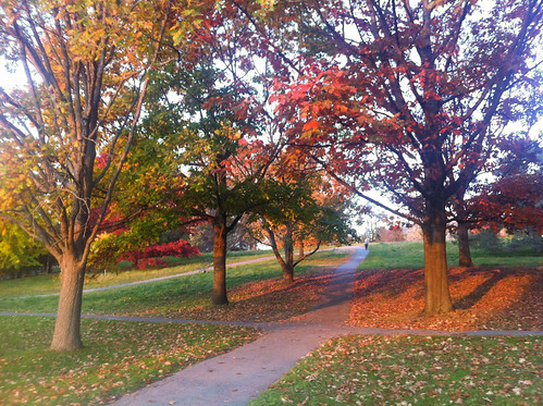 autumn trees fall glow ithaca
