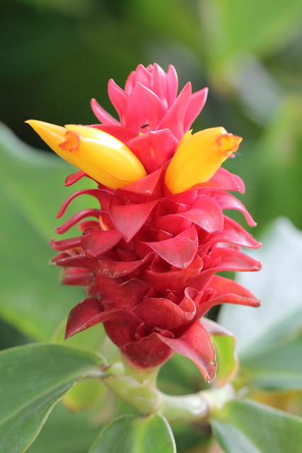 'Hawaiian Torch Ginger Plant' | Flickr - Photo Sharing!
