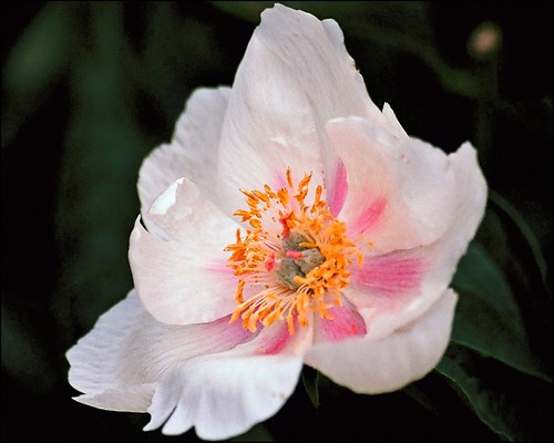 pink summer white canada flower woodlands pentax peony 35mmfilm alberta stalbert icc digikamgimp somewhatnorth