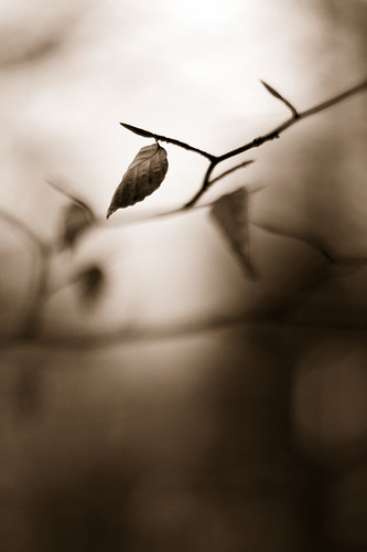 winter leaves sepia canon50mmf14usm canoneos7d