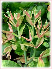 Birdlike flowers (cyathia) of Euphorbia bracteata (Little Bird Flower, Slipper Plant, Candelilla)