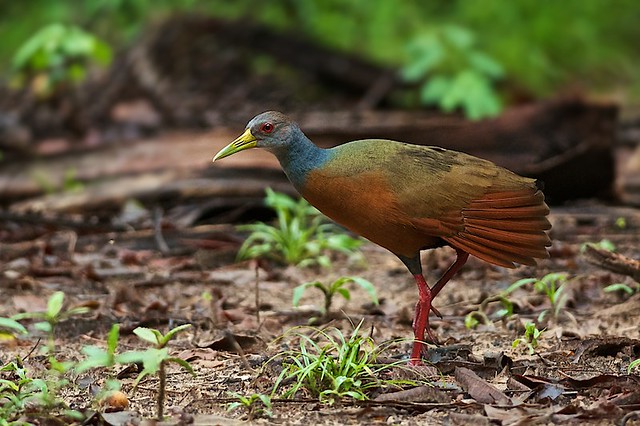 Imagen de una de las aves del Quindio: Chilacoa Colanegra (Aramides Cajanea)