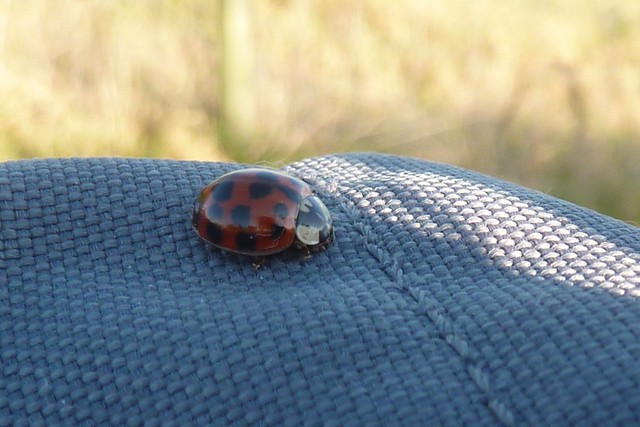 Ladybird on rucksack
