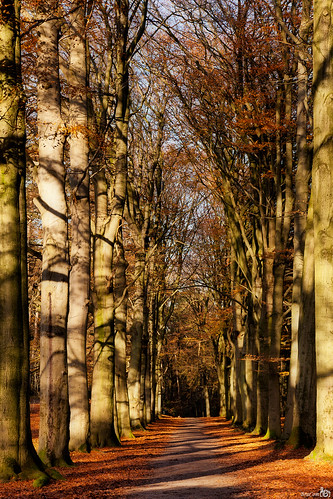 autumn trees netherlands leaves forest bomen woods branches herfst nederland blad bergenopzoom bos takken noordbrabant lievensberg landgoedlievensberg theacademytreealley bracom lievensbergestate bramvanbroekhoven