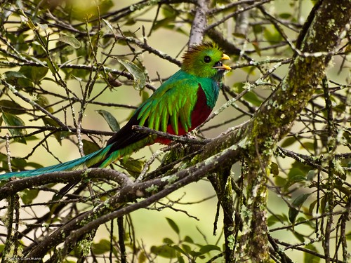 november holiday male bird animal costarica divine vogel quetzal resplendentquetzal pharomachrusmocinno 2011 savegre sangerardodedota göttervogel