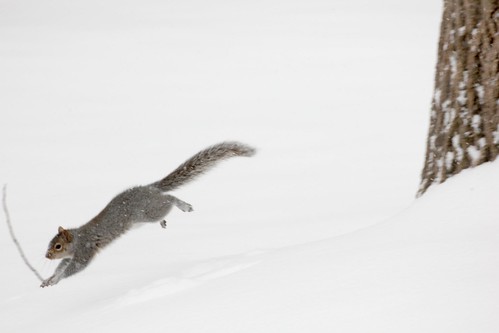 Squirrel Jumping in Snow