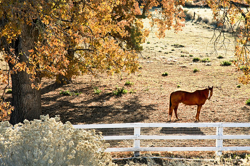 ranch winter horse nature rural canon fence landscape outdoors december hiking solstice 5d southerncalifornia pastoral bucolic sangabrielmountains markii angelesnationalforest ecotone liebremountain hundredpeakssection