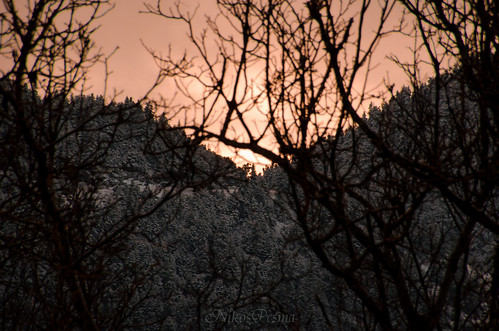 snow tree pine forest sunrise dawn