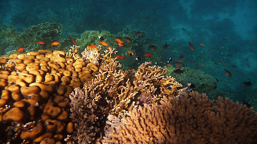 Marsa Alam: Pohádkový korálový svět v Rudém moři