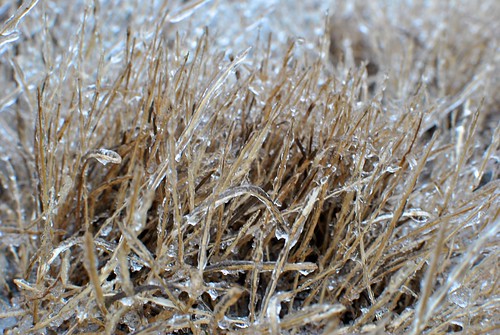 winter ice field grass frozen icestorm frozengrass frozenfield