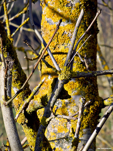 detail macro tree nature natura albero dettaglio mygearandme blinkagain