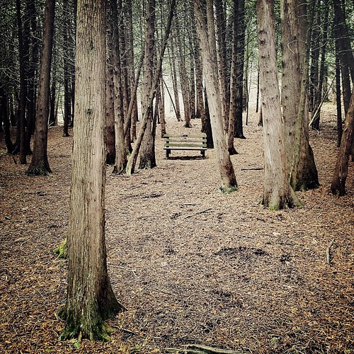 statepark trees forest bench square woods squareformat normal greenlakes iphoneography instagramapp uploaded:by=instagram
