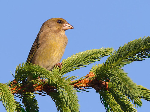bird birds wildlife devon greenfinch barnstaple northdevon