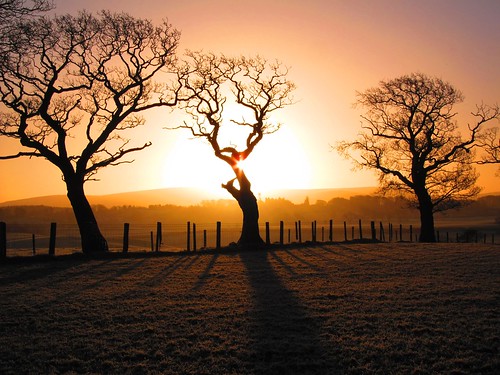 uk trees england tree sunrise dawn cumbria brampton middlefarm oldchurchlane oldchurchfarm