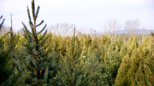 trees tree holidays pennsylvania christmastrees treefarm dt18250mmf3563