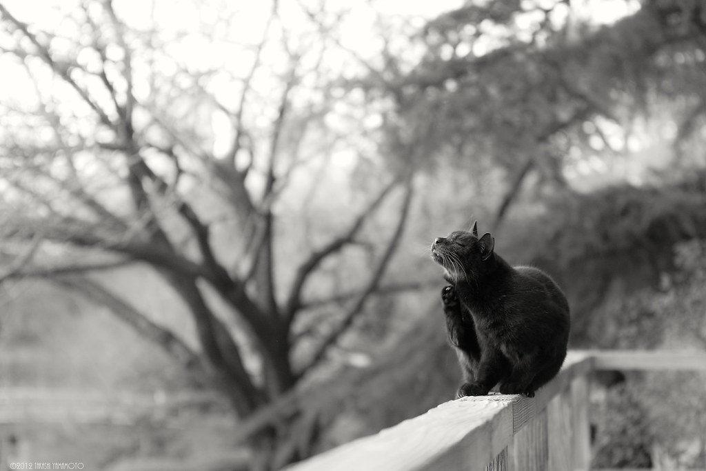 冬光と黒猫