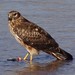 Northern Harrier and prey in the Rio Grande