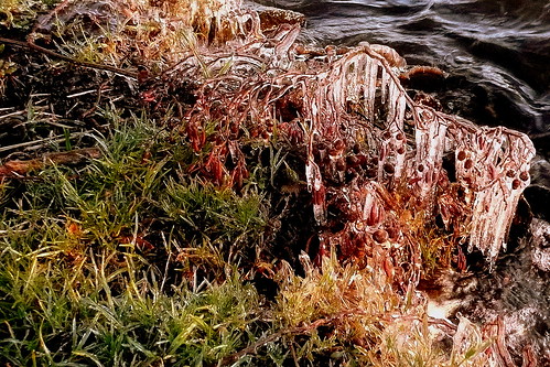 ice frost frosty eis gefroren erstarrt