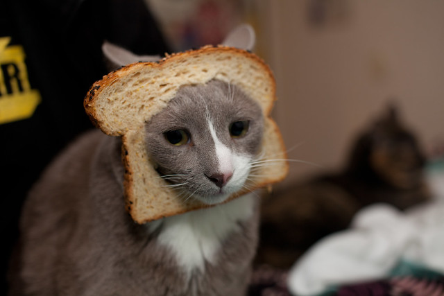 #CCC is a breadcat