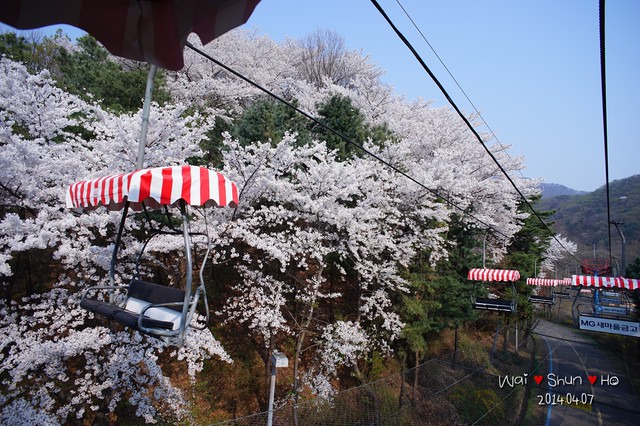 Sakura Cable Car